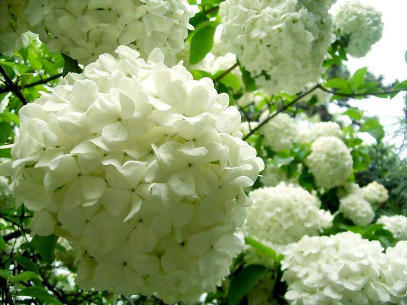 烟花三月下扬州,瘦西湖赏琼花