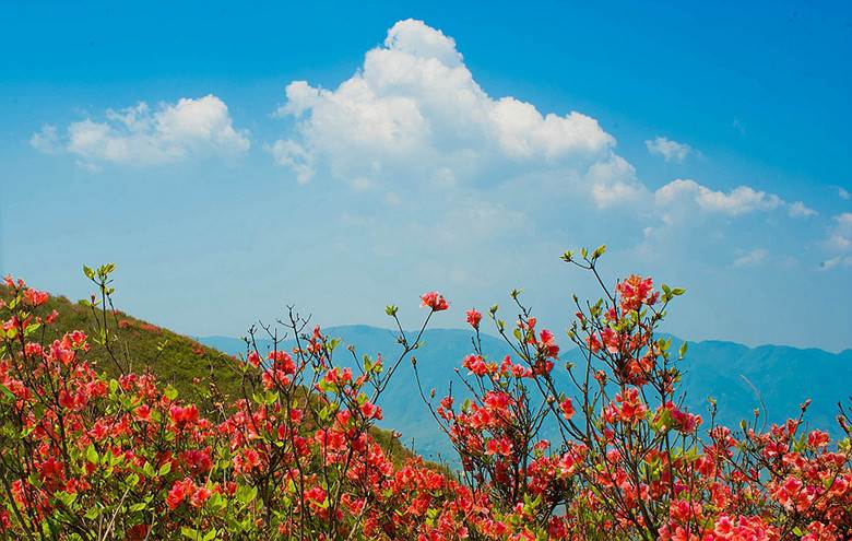 (上海出发)登杭州城区10大山峰之鸬鸟山,看满山映山红