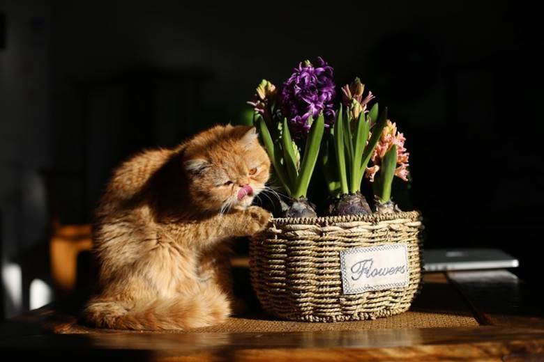 猫+花.jpeg