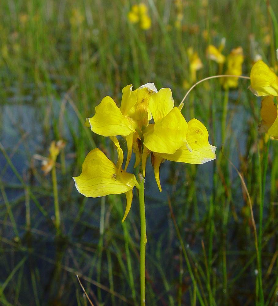 图4 utricularia-cornuta-fl-ahaines-b.jpg