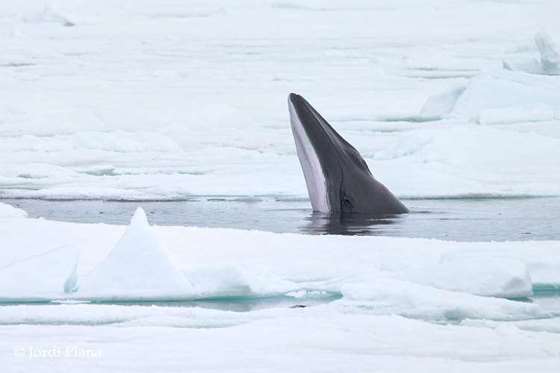 18-北极夏天海里也很热闹，有小须鲸、驼背鲸、甚至难得一见的白鲸和独角鲸.jpg