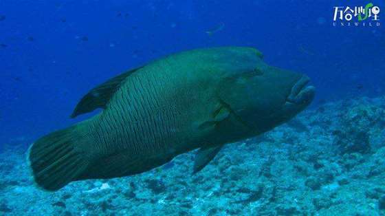 波纹唇鱼（俗称：苏梅鱼），拍摄于泰国斯米兰群岛.jpg