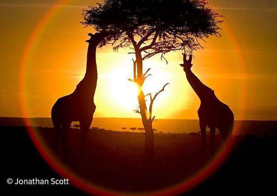 AngieScott.Giraffe-sunset (1).jpg
