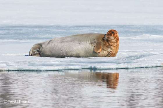 15-栖息在海冰上的髯海豹.jpg