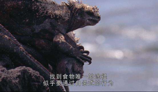 赵老师 《加拉帕戈斯群岛》观影会 5.27394.png