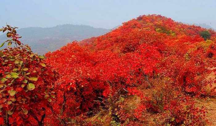 【11月长城季】(11月6日)红叶岭,八达岭古长城