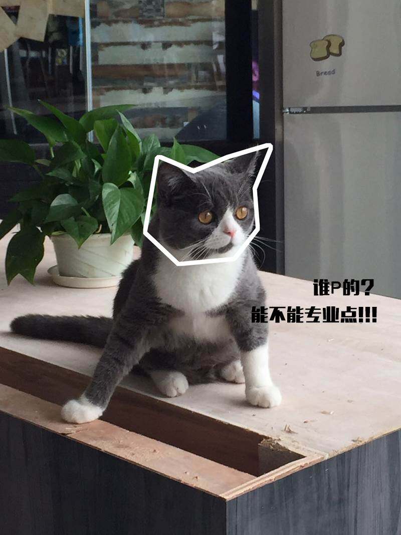 奉天承运、爱丁召曰: 丙申年四月初九,即2016年5月15日, 宣各界粉丝入宫觐见。 觐见粉丝除了可零距离问候吾皇身体安康, 还可与吾皇爱丁用N种姿势合影留念。 最重要的是,此次觐见, 吾皇为各界粉丝准备的福利让你拿到手软。 本次握爪会由为爱丁提供冬暖夏凉的鱼塘的 不落俗套、独具情怀的众创空间 思微SimplyWork 主办 爱丁宝宝后宫佳丽代宣 (以下吾皇特邀进贡嘉宾,排名不分先后) 为吾皇爱丁提供绝育体验券1张的猫语者 并为现场粉丝的爱宠们提供部分宠物医院就诊优惠价 365天