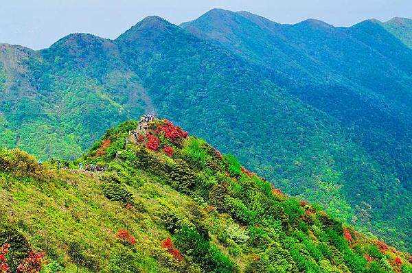 (4)【通天蜡烛杜鹃花海】4.16登从化通天蜡烛，赏漫山杜鹃花海-户外活动图-驼铃网