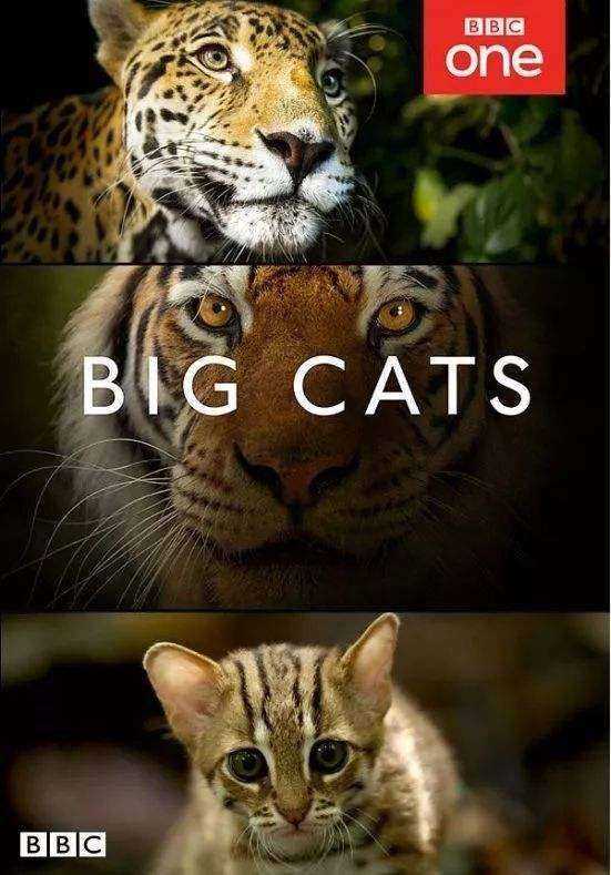 big cats.jpg