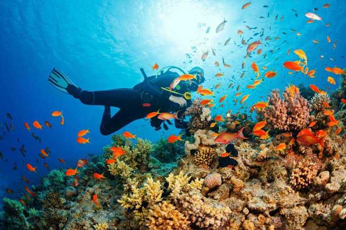 Underwater-Scuba-diver-explore-and-enjoy-Coral-reef-Sea-life.jpg