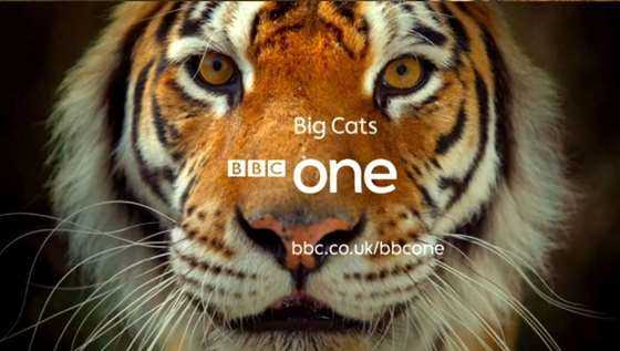 BBC Big cat.JPG