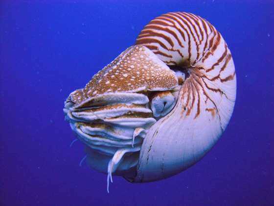 Nautilus_Palau.JPG