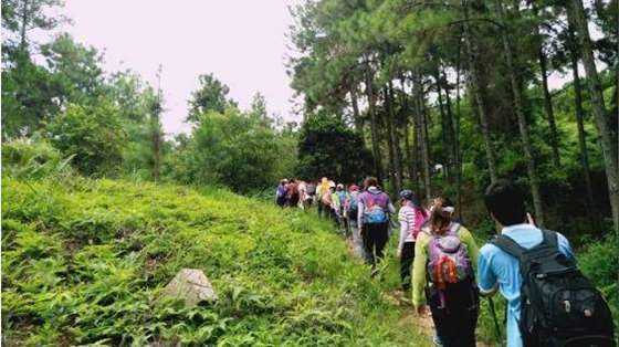 【徒步吃鸡】8月5日(周日)休闲徒步高明茶山赏茶园,山顶腐败吃爬山鸡