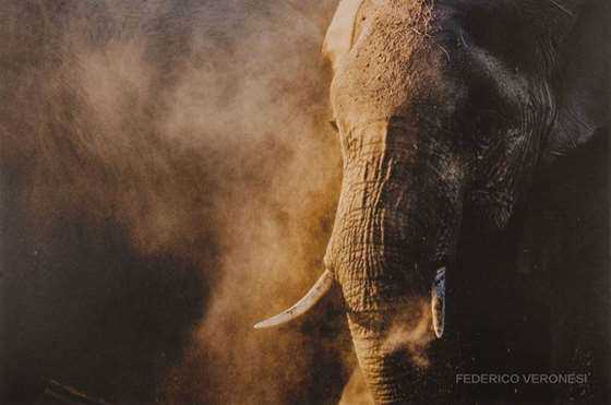Elephant dust bath Amboselie-50x70-2012.jpg