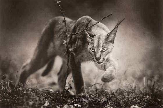 Caracal stalking Masai Mara -50x70-2013.jpg