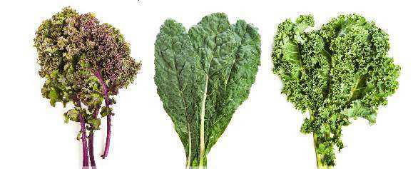 kale-varieties.jpg