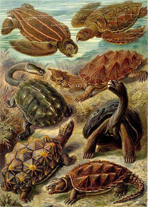 千图网-史前海底生物的图案2.jpg