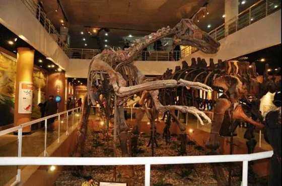 【中秋专场活动】古动物博物馆,探索生物演化与恐龙的