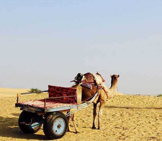 camel-1845780_960_720.jpg