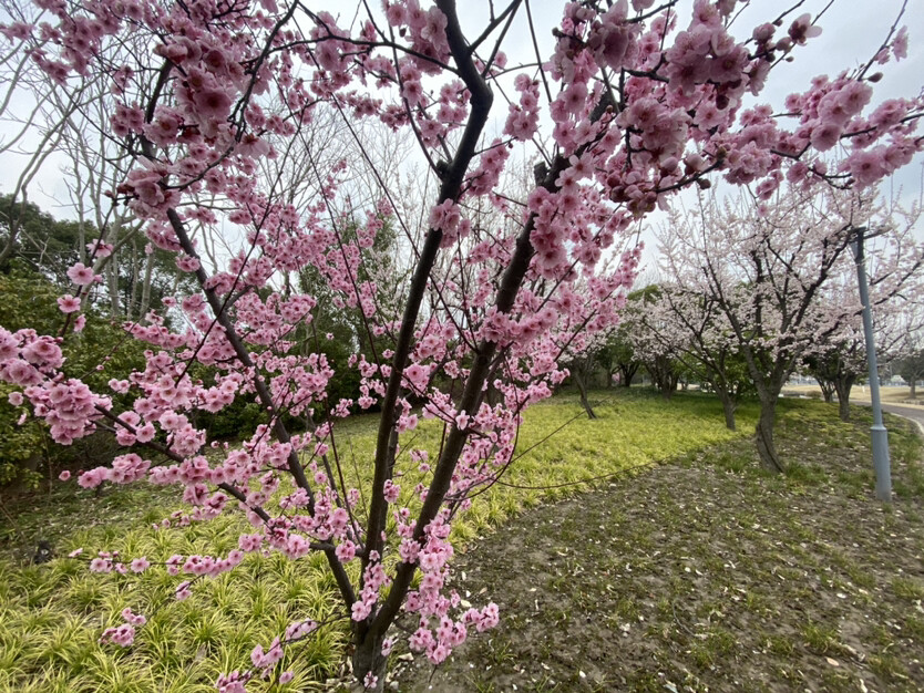 图片缺失