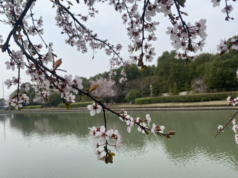 图片缺失