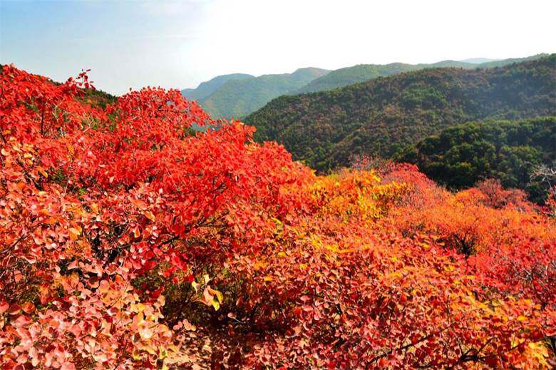 【财研会】金秋十月,让我们一起爬香山,赏枫叶,聊理财