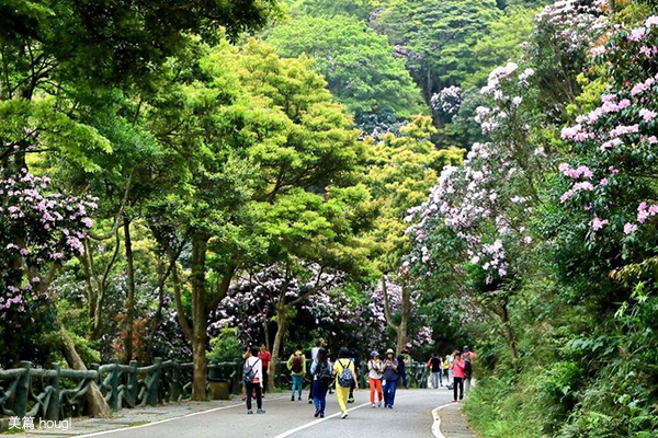 梧桐山北路_花海.jpg