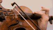 小提琴动图b.gif