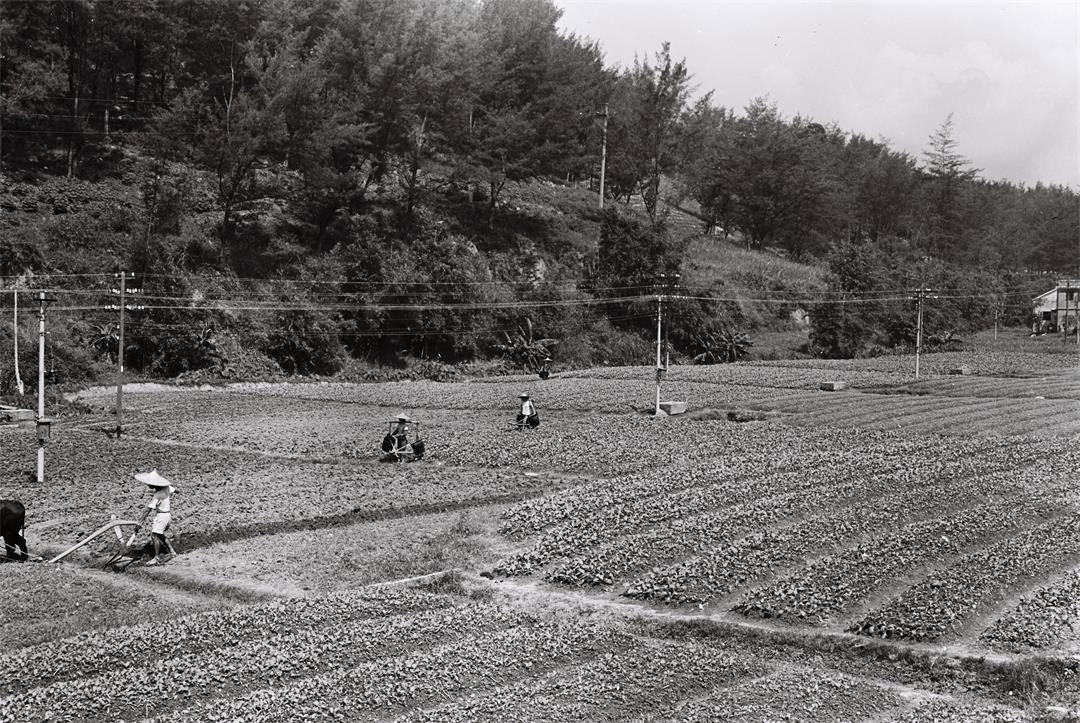 都市农田，上世纪七十年代广州环市路。摄于1977年。_副本.jpg