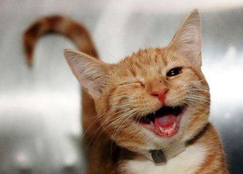 笑猫.jpg