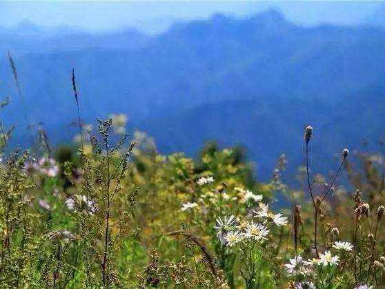白花山-2.jpg