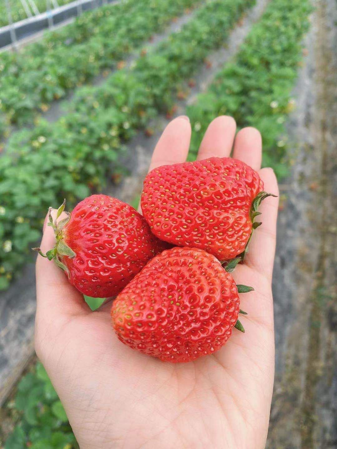 草莓03.jpg