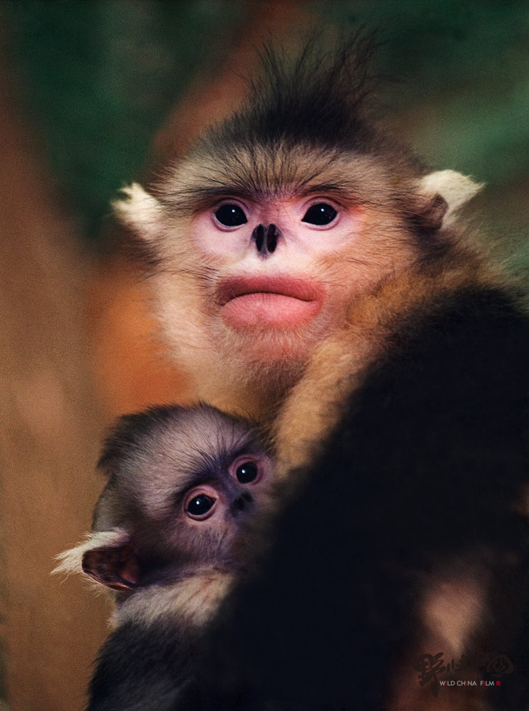 滇金丝猴《母与子》.png