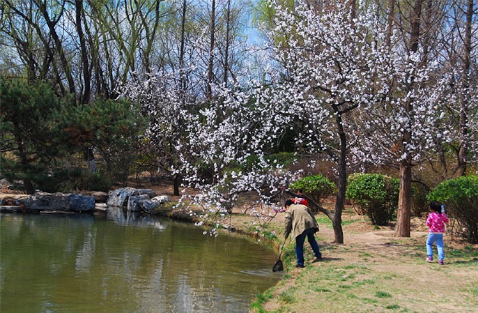 奥森花.jpg