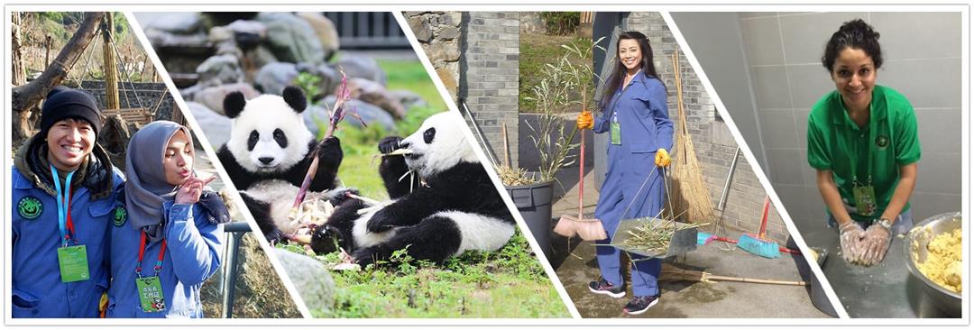 dujiangyan-panda-volunteer (1).jpg