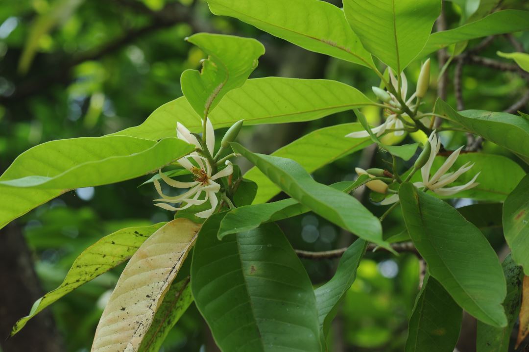 7.寄主植物--白兰.JPG