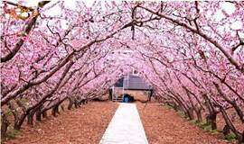 周六4月25日平谷赏桃花 金海湖边烧烤 水果采摘 金海湖畔寻觅桃花缘