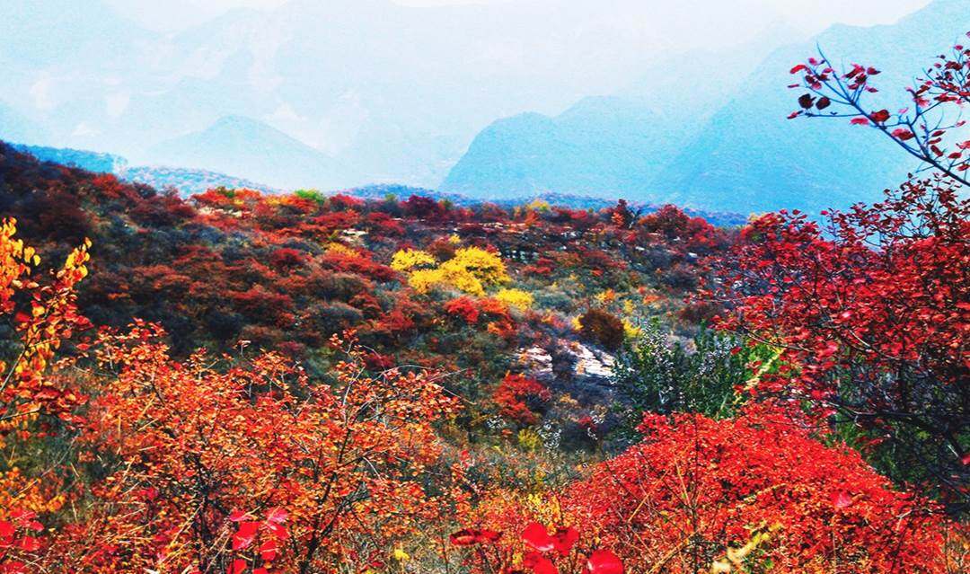 【10月23日】北京晚秋经典★看万山红遍★坡峰岭红叶一日行摄