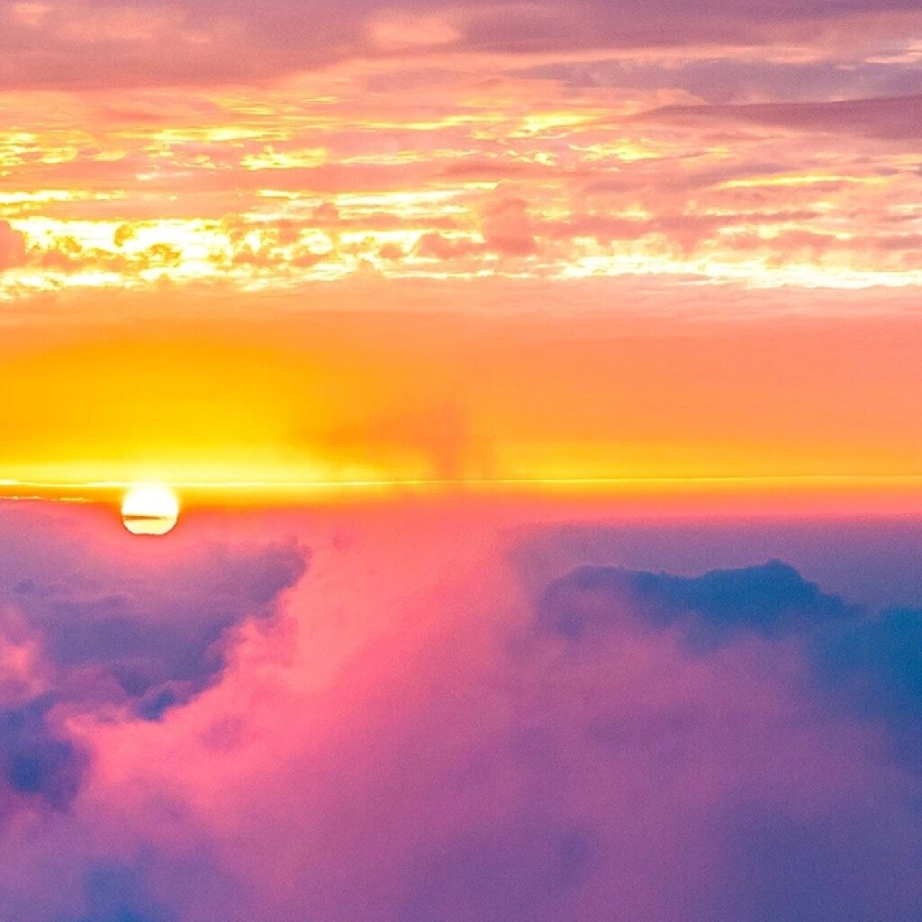 阳光山竹