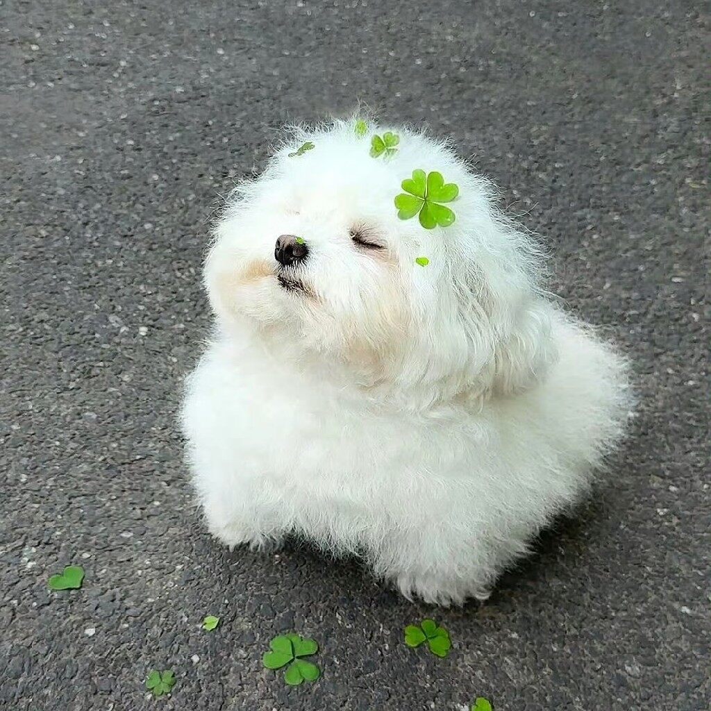 小吉酱