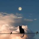 猫猫