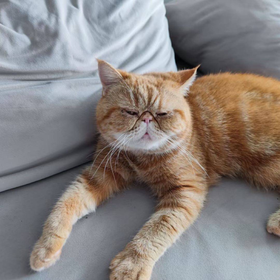 薛定谔的猫