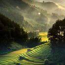 David Tao