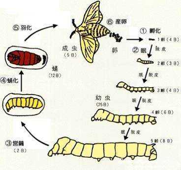 蚕的幼虫身体结构图图片