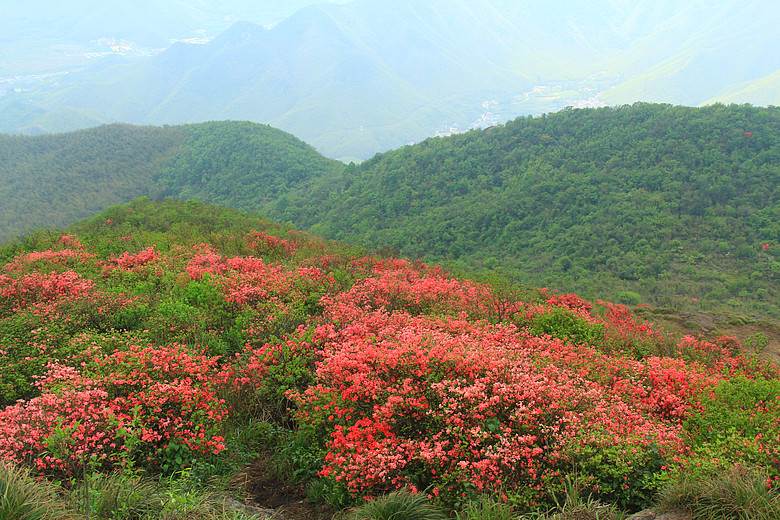 (上海出发)登杭州城区10大山峰之鸬鸟山,看满山映山红