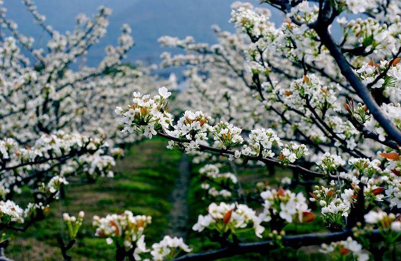 苏州:穿越阳树线,征服绝望坡,赏树山梨花海