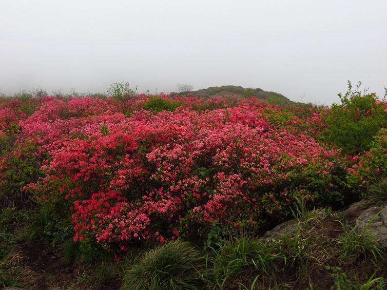 (上海出发)登杭州城区10大山峰之鸬鸟山,看满山映山红