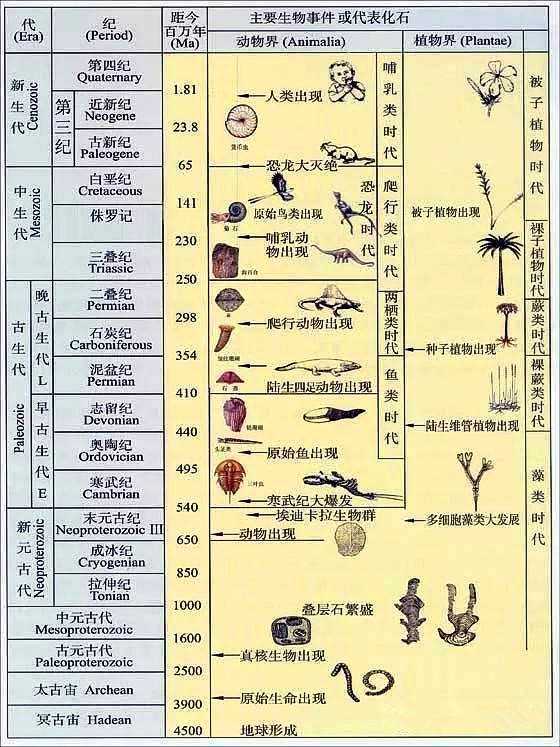 埃迪卡拉动物群图谱图片