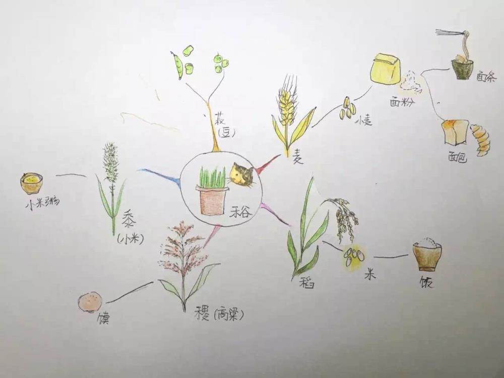 学习五谷知识,了解豆类生长周期