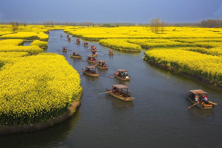 興化垛田油菜花2.jpg